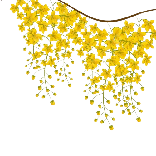 Cassia Fistula